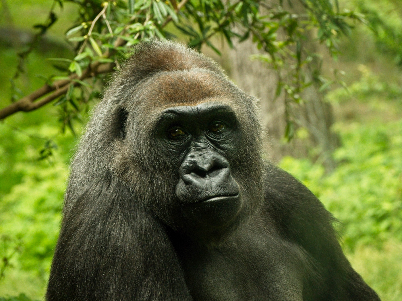 Nature In Class M By Alexandra Ballough For Gorilla SEP-2022.jpg